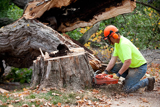 Trusted Maxton, NC Tree Service Experts